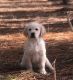Golden Retriever Puppies for sale in Beulaville, NC 28518, USA. price: NA