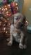 Golden Retriever Puppies for sale in Rexburg, ID, USA. price: NA