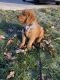 Golden Retriever Puppies for sale in Plainfield, IN, USA. price: NA