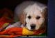 Golden Retriever Puppies for sale in Minnesota Lake, MN 56068, USA. price: $1,000