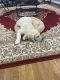 Golden Retriever Puppies for sale in Fairfax, VA, USA. price: $3,500