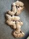 Golden Retriever Puppies for sale in Columbus, OH, USA. price: $500