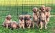 Golden Retriever Puppies for sale in Morgan Hill, CA, USA. price: NA