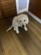 Golden Retriever Puppies for sale in Fairfax, VA 22031, USA. price: $3,200
