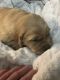 Golden Retriever Puppies for sale in Elkin, NC, USA. price: $1,200