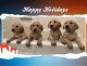 Golden Retriever Puppies for sale in Pinetop-Lakeside, AZ, USA. price: NA