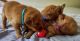 Golden Retriever Puppies for sale in Homestead, FL 33033, USA. price: NA