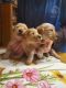 Golden Retriever Puppies for sale in Nashville, MI 49073, USA. price: NA