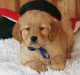 Golden Retriever Puppies for sale in Tampa, FL, USA. price: $800