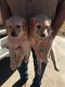 Golden Retriever Puppies for sale in 1700 Commerce St, Dallas, TX 75201, USA. price: NA