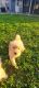 Golden Retriever Puppies for sale in San Pablo, CA, USA. price: $1,500