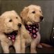 Golden Retriever Puppies for sale in Cincinnati, OH, USA. price: NA