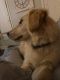 Golden Retriever Puppies for sale in Sanford, NC, USA. price: NA