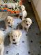 Golden Retriever Puppies for sale in Camarillo, CA, USA. price: $1,200