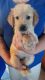 Golden Retriever Puppies for sale in Hickory, NC 28602, USA. price: $1,000