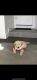 Golden Retriever Puppies for sale in 984 Ravenscourt Ave, San Jose, CA 95128, USA. price: NA