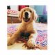Golden Retriever Puppies for sale in Ahmedabad, Gujarat, India. price: 10000 INR