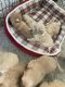 Golden Retriever Puppies for sale in Downey, CA 90240, USA. price: NA
