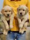 Golden Retriever Puppies for sale in Shahdara, Delhi, India. price: 25000 INR