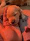 Golden Retriever Puppies for sale in Fort Myers, FL, USA. price: $1,500
