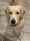 Golden Retriever Puppies for sale in Davenport, FL 33837, USA. price: NA
