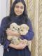 Golden Retriever Puppies for sale in Sahibzada Ajit Singh Nagar, Punjab, India. price: NA