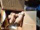 Golden Retriever Puppies for sale in Govind Nagar, Kanpur, Uttar Pradesh, India. price: 25000 INR