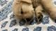 Golden Retriever Puppies for sale in Mumbai, Maharashtra, India. price: 25000 INR