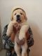Golden Retriever Puppies for sale in Mount Abu, Rajasthan 307501, India. price: 24000 INR