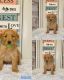 Golden Retriever Puppies for sale in Ligonier, IN 46767, USA. price: $850