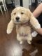 Golden Retriever Puppies for sale in Palmer, TX 75152, USA. price: NA