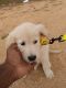 Golden Retriever Puppies for sale in Ameerpet, Hyderabad, Telangana, India. price: 15000 INR
