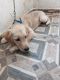 Golden Retriever Puppies for sale in Medical And Health Colony, Gandhi Nagar, Hyderabad, Telangana 500070, India. price: 15000 INR