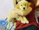 Golden Retriever Puppies for sale in Brookefield, Bengaluru, Karnataka, India. price: 14000 INR