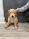 Golden Retriever Puppies for sale in Westfield, NJ 07090, USA. price: NA