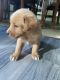 Golden Retriever Puppies for sale in Henderson, NC, USA. price: $400