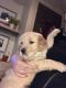 Golden Retriever Puppies for sale in Bucks County, PA, USA. price: NA