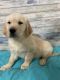 Golden Retriever Puppies for sale in Warrenton, MO, USA. price: $2,500