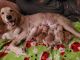Golden Retriever Puppies for sale in Brooklyn, MI 49230, USA. price: NA