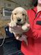 Golden Retriever Puppies for sale in Camilla, GA 31730, USA. price: NA