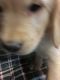 Golden Retriever Puppies for sale in Saranac, MI 48881, USA. price: $1,000