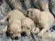 Golden Retriever Puppies for sale in Lancaster, PA, USA. price: $3,500