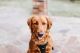 Golden Retriever Puppies for sale in Forney, TX 75126, USA. price: NA