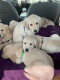 Golden Retriever Puppies for sale in Chatsworth, Los Angeles, CA, USA. price: NA