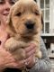Golden Retriever Puppies for sale in Anderson, CA 96007, USA. price: $1,800