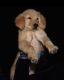 Golden Retriever Puppies for sale in Howrah Railway Station, Howrah, West Bengal, India. price: 25000 INR