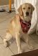 Golden Retriever Puppies for sale in Princeton, FL 33032, USA. price: NA