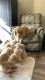 Golden Retriever Puppies for sale in Noblesville, IN, USA. price: NA