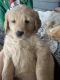 Golden Retriever Puppies for sale in Aurora, NE 68818, USA. price: $1,500