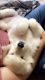 Golden Retriever Puppies for sale in Gurnee, IL, USA. price: NA